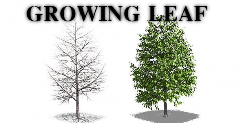 视频素材-生长的树-Growing Leaf
