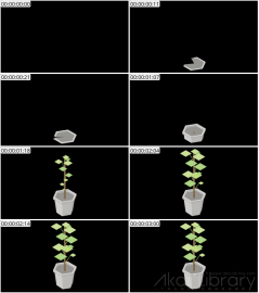 AE模板 盆栽等距图标 Lopo   Isometric Explainer Kit Icons 00022 Bushes 01