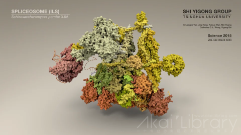 视频素材 1080P科学反应创意视频Structure of a Spliceosome  Molecular Framework for Understanding Pre mRNA Splicing