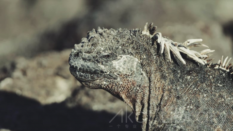 视频素材 4K海边动物自然风光宣传片  The Wonder List   Fernandina Island, The Galapagos