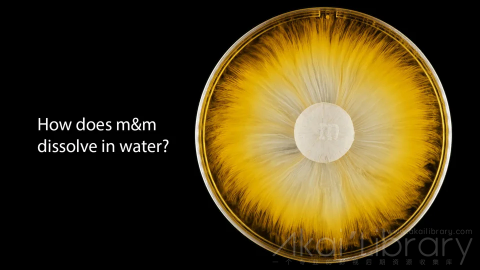 视频素材 4K科学反应创意视频m&m's Dissolving in Water   4K