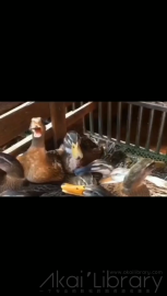 视频素材 鸭子叫笑哈哈哈_名场面魔性视频素材