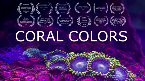 创意参考视频 抽象创意视频coral colors