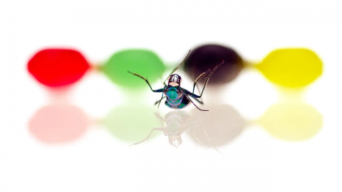 创意参考视频 抽象创意视频CREATIVE  Bugs!