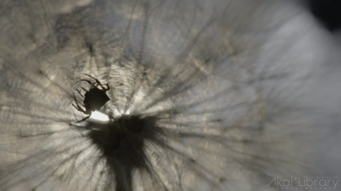 创意参考视频 自然风光延时宣传片Panasonic S1H macro shoot
