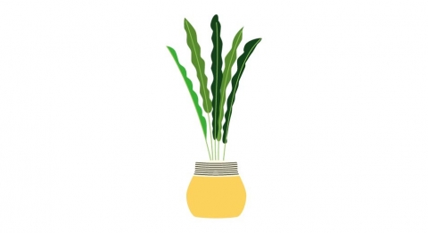 图片素材 扁平巴西铁花盆盆栽绿植植物 9