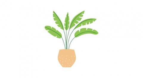 图片素材 扁平芭蕉盆栽绿植植物 6