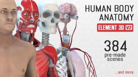 AE模板 人体解剖图形界面包装用户界面屏幕高科技 HUD界面元素 Human Body Anatomy