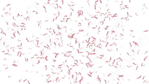 视频素材 喷射爆开彩带纸屑动画视频素材wedding-confetti-8