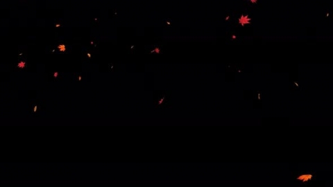 视频素材 枫叶枫树飘落飘动动画视频素材falling-maple-leaves-4k-HK8VA2G