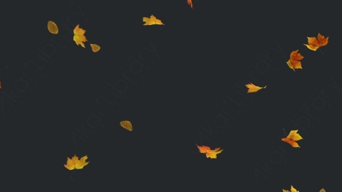 视频素材 枫叶枫树飘落飘动循环动画视频素材falling-maple-4k-VMJL7KM28_loop