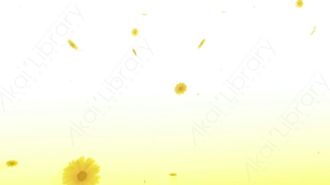视频素材 菊花雏菊花瓣飘落飘动动画背景视频素材daisy-3-pack-4k-UH5KE8L03_white_BG