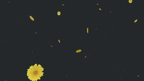 视频素材 菊花雏菊花瓣飘落飘动循环动画视频素材daisy-3-pack-4k-UH5KE8L03_loop