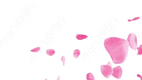 视频素材 粉红红色玫瑰花瓣飘落转场视频素材pink-rose-transitions-rose1
