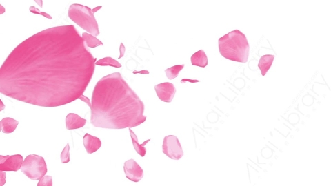 视频素材 粉红红色玫瑰花瓣飘落转场视频素材pink-rose-transitions-rose2