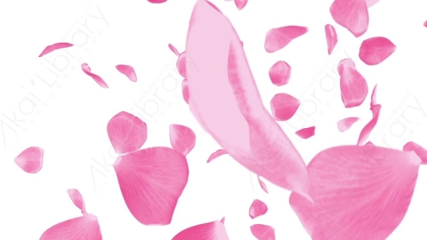 视频素材 粉红红色玫瑰花瓣飘落转场视频素材pink-rose-transitions-rose3