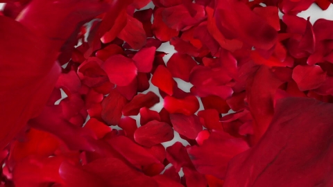 视频素材 玫瑰花瓣掉落落下遮盖屏幕转场动画视频素材red-rose-petals-fill-screen-overlay-C72G8V5-Fast