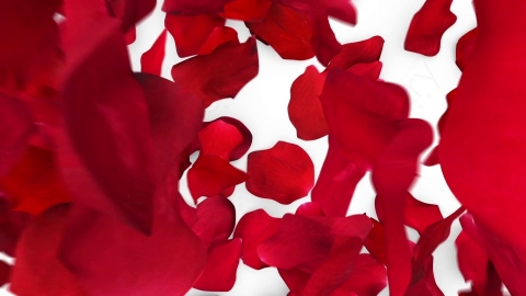 视频素材 玫瑰花瓣掉落落下遮盖屏幕转场动画视频素材red-rose-petals-fill-screen-overlay-C72G8V5-Slow