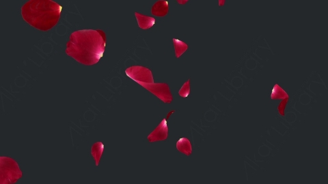 视频素材 玫瑰花瓣飞舞飘动飘落动画视频素材rose-2-pack-4k-PVY7FDD08