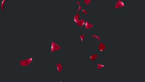 视频素材 玫瑰花瓣飞舞飘动飘落动画视频素材rose-2-pack-4k-PVY7FDD08_loop