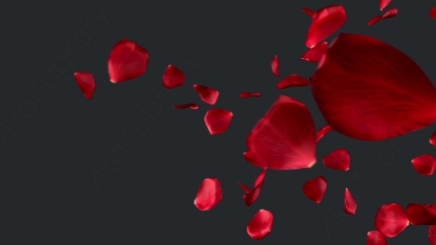 视频素材 玫瑰花瓣飞舞飘动飘落转场动画视频素材rose-transitions-EJ9D6M82