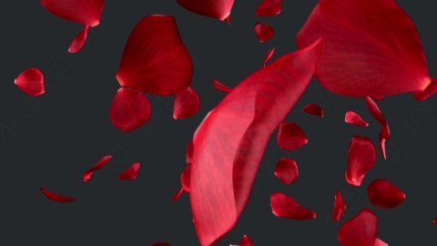 视频素材 玫瑰花瓣飞舞飘动飘落转场动画视频素材rose-transitions-EJ9D6M83