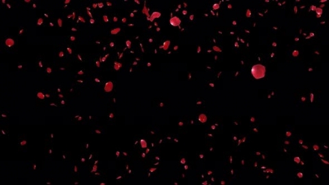 视频素材 玫瑰花瓣飞舞飘落飘动动画视频素材rose-falling-loop-W57LRZT