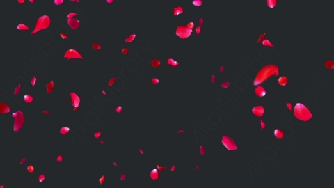 视频素材 玫瑰花瓣飞舞飘落飘动动画视频素材rose-falling-R5UCBPM01