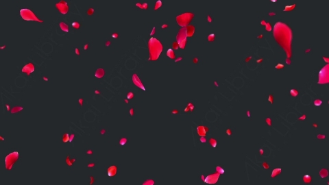 视频素材 玫瑰花瓣飞舞飘落飘动动画视频素材rose-falling-R5UCBPM02