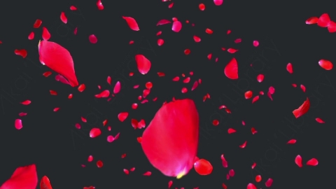 视频素材 玫瑰花瓣飞舞飘落飘动动画视频素材rose-falling-R5UCBPM03