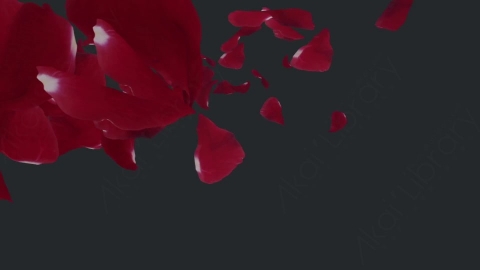 视频素材 玫瑰花瓣飞舞飘落飘动动画视频素材rose-petals-pack-53BPD8F02