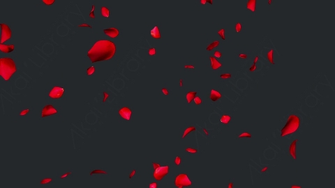 视频素材 玫瑰花瓣飘落飘动动画视频素材falling-rose-petals-on-alpha-channel-loops-v1-6KKERGK001