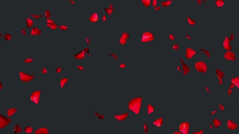 视频素材 玫瑰花瓣飘落飘动循环动画视频素材falling-pink-petals-on-alpha-channel-loops-v1-LN56URQ002