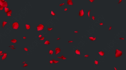 视频素材 玫瑰花瓣飘落飘动动画视频素材falling-rose-petals-on-alpha-channel-loops-v1-6KKERGK003