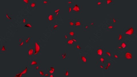 视频素材 玫瑰花瓣飘落飘动动画视频素材falling-rose-petals-on-alpha-channel-loops-v1-6KKERGK004