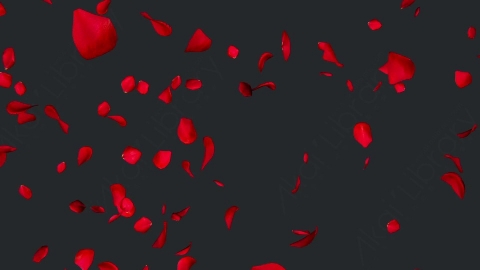视频素材 玫瑰花瓣飘落飘动动画视频素材falling-rose-petals-on-alpha-channel-loops-v2-H65JJN8001