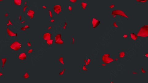 视频素材 玫瑰花瓣飘落飘动动画视频素材falling-rose-petals-on-alpha-channel-loops-v2-H65JJN8002