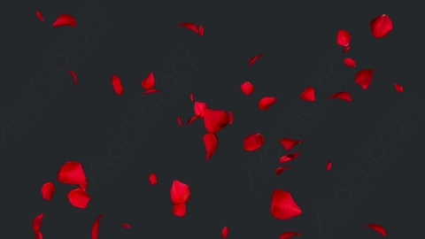 视频素材 玫瑰花瓣飘落飘动动画视频素材falling-rose-petals-on-alpha-channel-loops-v2-H65JJN8004