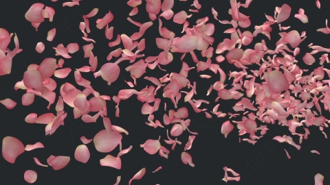 视频素材 玫瑰花瓣飘落飘动飞舞动画视频素材pink-rose-6E3SN9Q01