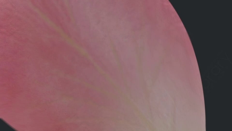 视频素材 玫瑰花瓣飘落飘动飞舞转场动画视频素材pink-rose-6E3SN9Q02