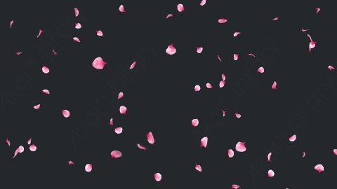 视频素材 玫瑰花瓣飘落飘动循环动画视频素材falling-pink-petals-on-alpha-channel-loops-v1-LN56URQ001