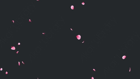 视频素材 玫瑰花瓣飘落飘动循环动画视频素材falling-pink-petals-on-alpha-channel-loops-v1-LN56URQ005