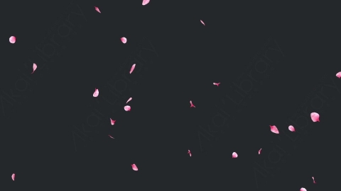视频素材 玫瑰花瓣飘落飘动循环动画视频素材falling-pink-petals-on-alpha-channel-loops-v1-LN56URQ006