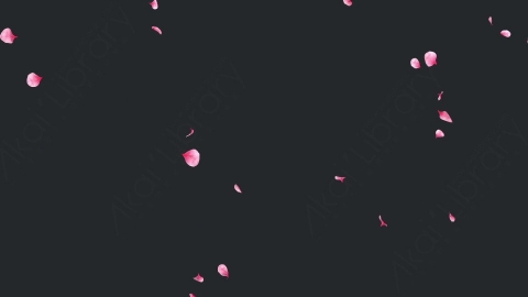 视频素材 玫瑰花瓣飘落飘动循环动画视频素材falling-pink-petals-on-alpha-channel-loops-v1-LN56URQ007