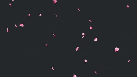 视频素材 玫瑰花瓣飘落飘动循环动画视频素材falling-pink-petals-on-alpha-channel-loops-v1-LN56URQ008