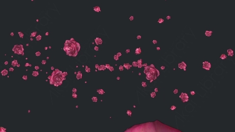 视频素材 玫瑰花朵花瓣飞舞飘动飘落动画视频素材pink-rose-trail-pack-of-5-YU4TJEX05
