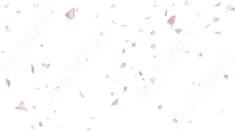 视频素材 樱花花瓣飘落动画视频素材cherry-blossom-01