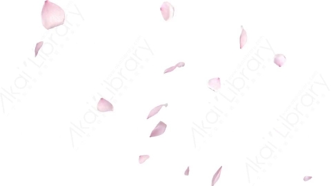 视频素材 樱花花瓣飘落动画视频素材cherry-blossom-02