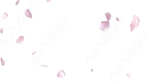 视频素材 樱花花瓣飘落动画视频素材cherry-blossom-04
