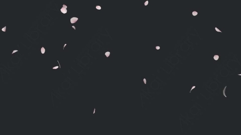 视频素材 樱花花瓣飘落飘动动画视频素材cherry-blossom-2-pack-4k-5DV9FNS08
